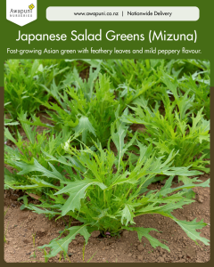 Japanese Salad Greens (Mizuna)